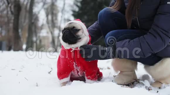 女人在雪地公园抚摸小狗狗穿着圣诞老人的衣服穿着一套带帽子的红色西装在寒冷的天气里在户外视频的预览图