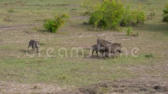 在非洲大草原上狼在绿色的牧场上向山坡奔跑视频的预览图