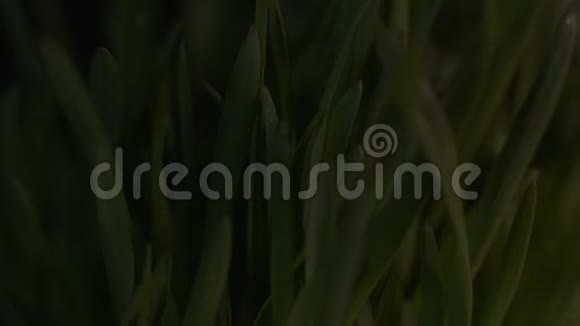 阳光照亮新鲜的青草生长新的幼苗生态收获视频的预览图