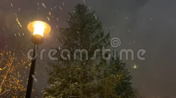 夜街上的云杉开着灯大雪视频的预览图