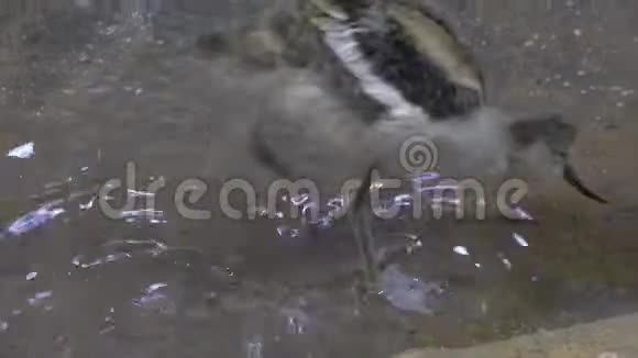 鸭子在动物园里散步和游泳视频的预览图