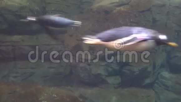 企鹅在大自然中游泳视频的预览图