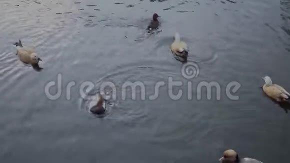 鸭子在动物园里散步和游泳视频的预览图