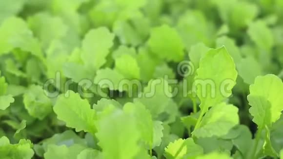 芥菜栽培植物的质地背景视频的预览图