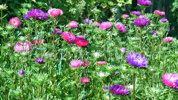 紫罗兰和粉红色的星星在花园里绽放视频的预览图