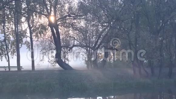 早晨一位年轻女子在浓雾中沿着河岸在一个城市公园慢跑任何天气的健康生活方式视频的预览图