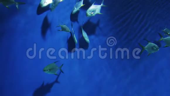 一群银色的鱼在水族馆的水里视频的预览图