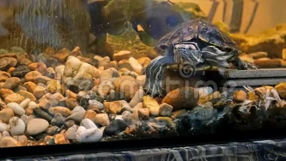 小乌龟在一个水族馆的装饰石中游泳视频的预览图