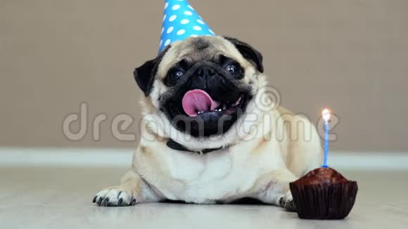 可爱有趣的小狗带派对帽和生日蛋糕带蜡烛视频的预览图