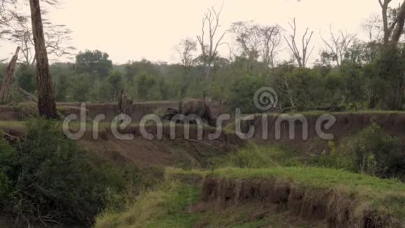 野牛在非洲大草原雨中灌丛中的拉文放牧视频的预览图