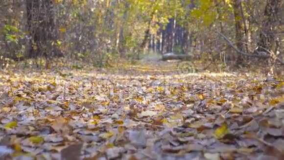 强壮的人的腿在森林小径上奔跑长满了彩色的叶子他慢跑着踩着干枯的落叶运动员视频的预览图