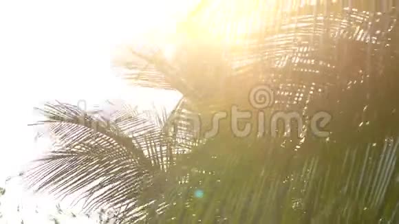 明亮的阳光透过棕榈树的叶子照射进来视频的预览图
