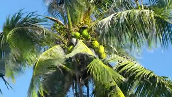 棕榈叶间的低角绿椰子随风摇曳视频的预览图