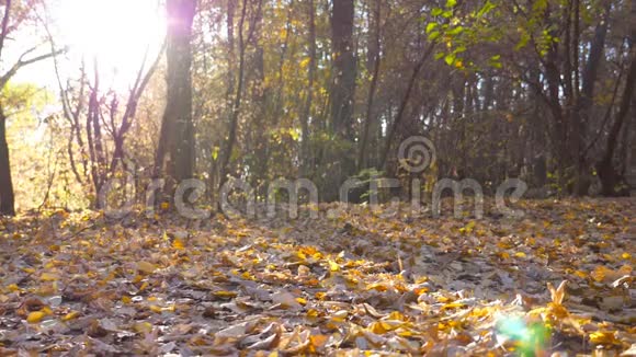 秋日晴日观林地面覆盖着彩色落叶明亮的阳光照亮了道路视频的预览图