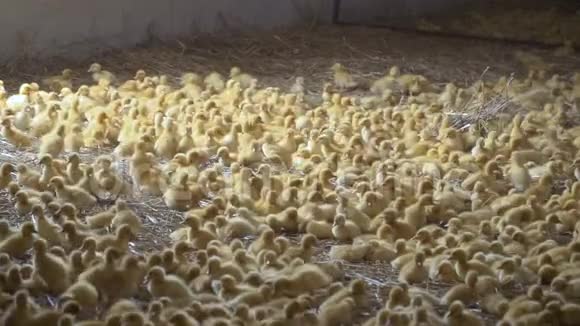 家禽养殖场里有很多小鸭子视频的预览图