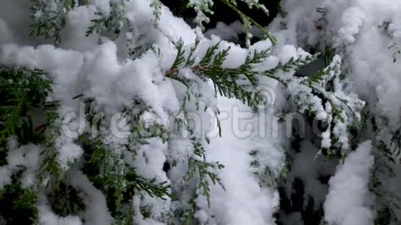 树枝上覆盖着蓬松的雪视频的预览图