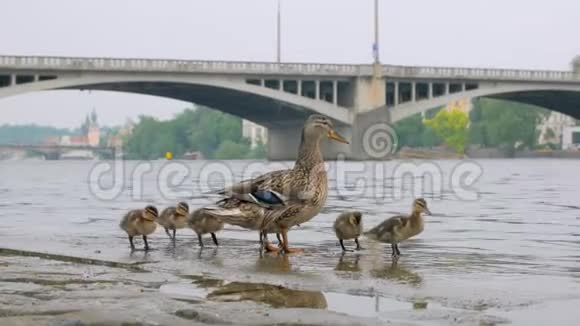 夏天有趣的小鸭子和成年鸭子在城市的石堤上散步视频的预览图