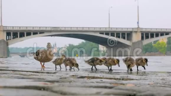 夏天城里的鸭子和雏鸭正在喝水吃石头码头视频的预览图