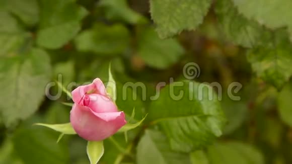 粉红色的玫瑰在灌木丛上视频的预览图