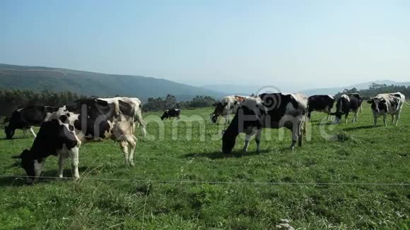 奶牛在山地草地上放牧视频的预览图