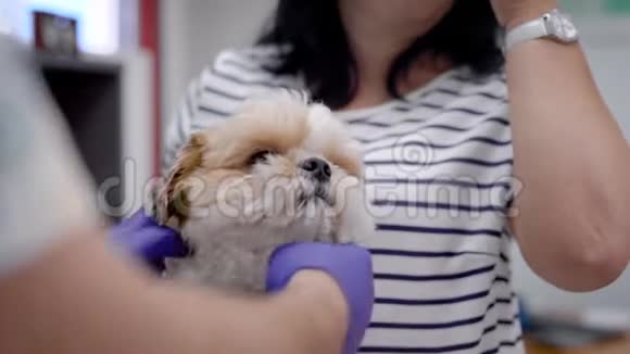 在兽医诊所里医生检查了一只狗的健康状况一只狗在室内主人视频的预览图