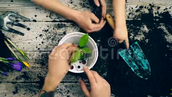 两个大人的手和孩子把花插在花盆里着陆的概念视频的预览图