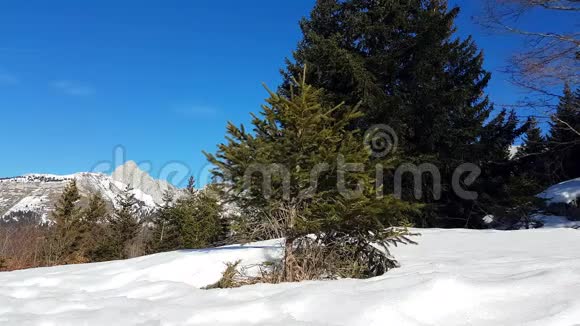 白雪覆盖的风景中的小松树视频的预览图