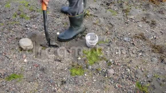 人类在捕鱼前正在用铲土和沙挖虫视频的预览图