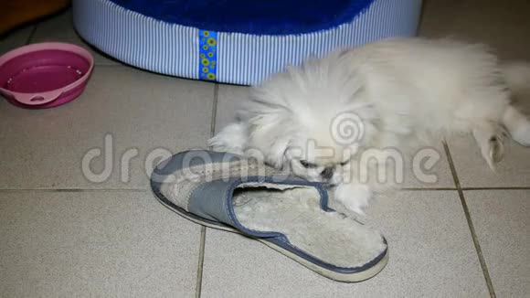 小白北京狗玩它啃拖鞋或鞋子视频的预览图