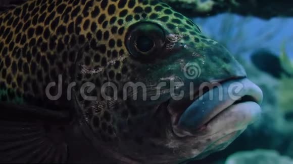 哈莉金甜唇鱼Plectorhinchuschaetodonodoides水下细节看着相机WAKATOBI印度尼西亚视频的预览图