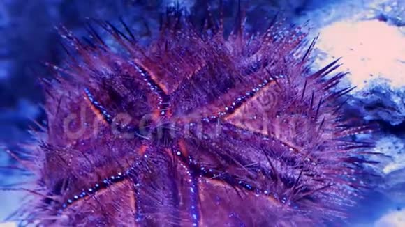水族馆岩石海岸上的红海胆视频的预览图