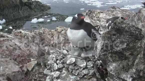一只雌企鹅坐在两只雏鸟的巢里视频的预览图