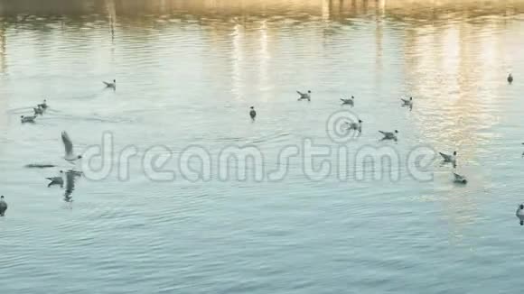 河上有海鸥的风景日落时分视频的预览图