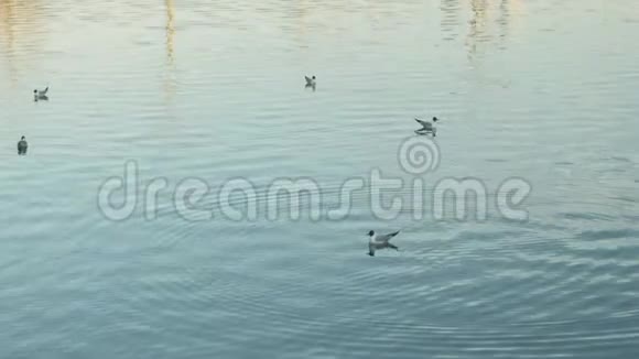 河上有海鸥的风景日落时分视频的预览图