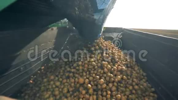 土豆掉进拖拉机容器里关上视频的预览图
