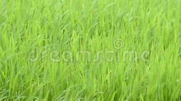 在风中摇摆的绿米之美视频的预览图