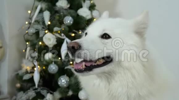 新年的狗在圣诞树上张开嘴视频的预览图