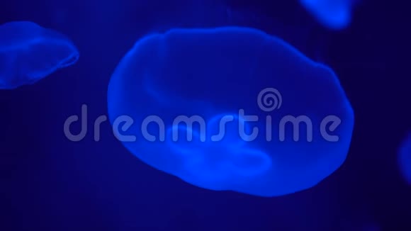 水母在蓝色的水中在霓虹灯的特写镜头视频的预览图