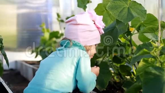 小女孩在温室里吃黄瓜蔬菜种植者的第一种作物视频的预览图