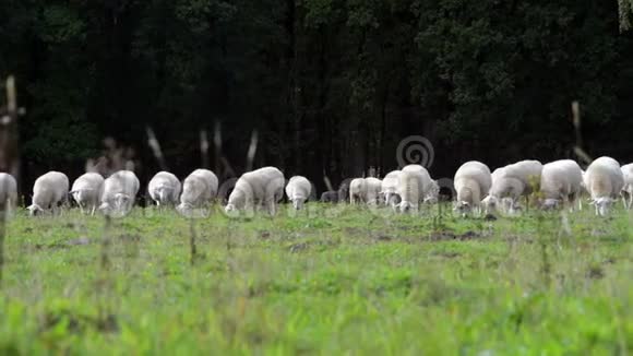 在荷兰牧场放牧的羊群视频的预览图