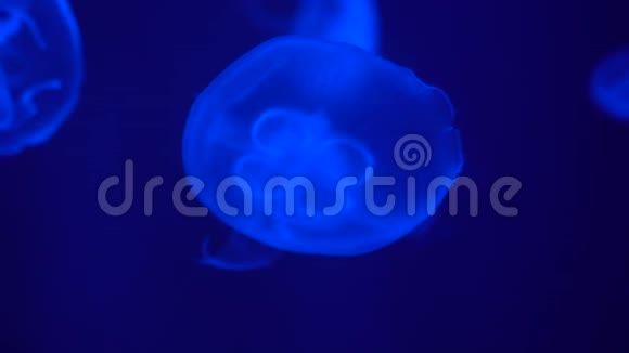 透明发光的月亮水母漂浮在深蓝色的水中关闭视频的预览图