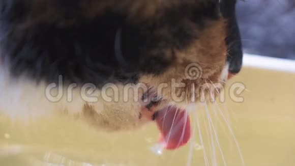 猫喝水视频的预览图