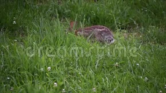 毛茸茸的野兔在院子里闲逛视频的预览图