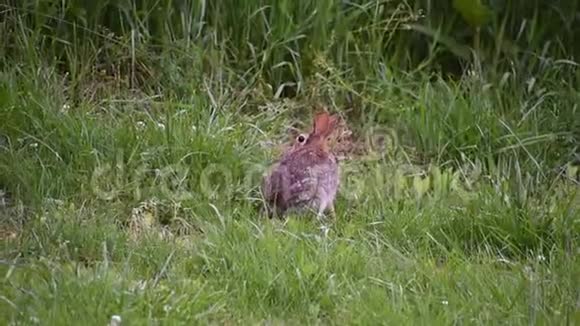 毛茸茸的野兔在院子里闲逛视频的预览图