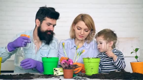 妈妈爸爸和小男孩把夏天的花种在花盆里浇水家庭劳动观念视频的预览图