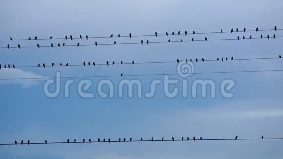 鸟儿聚集在电线上只留下一只鸟飞走视频的预览图