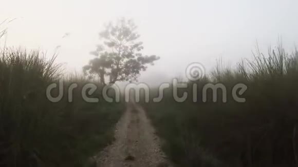 清晨在赤湾国家公园的野生动物园乘坐吉普车车上有浓雾和雾霾视频的预览图