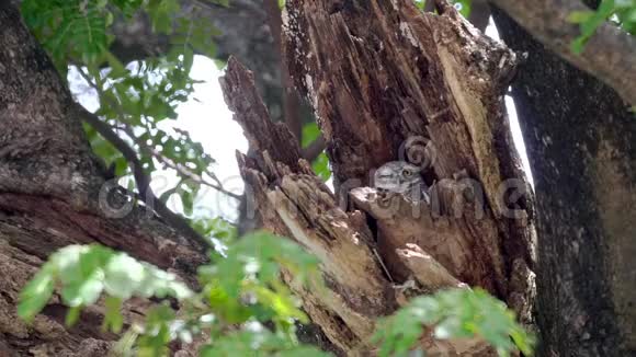 泰国的一棵空心树上长着一双大眼睛长着可爱的小猫头鹰视频的预览图