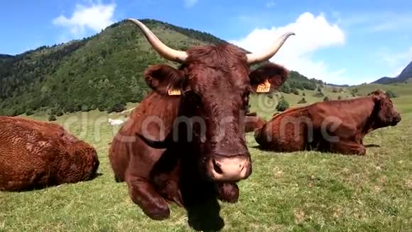 牛在山地草地上法国比利牛斯山脉熊视频的预览图