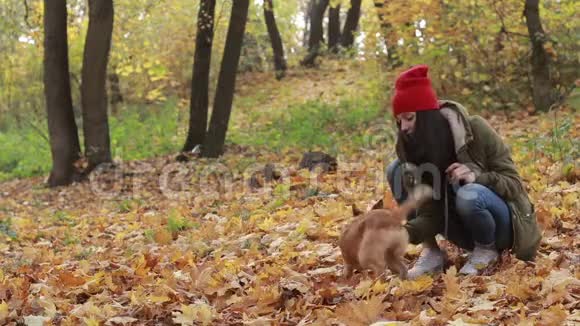 一只小狗和主人在秋天公园玩耍视频的预览图